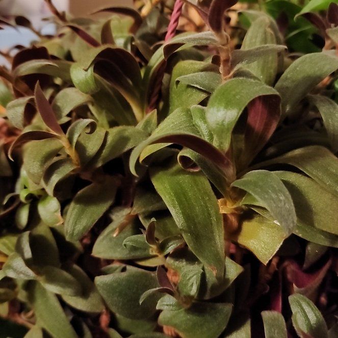 Photo of the plant species Tradescantia 'Brown Hill' by @SecureMorombe83 named Furry Spider on Greg, the plant care app