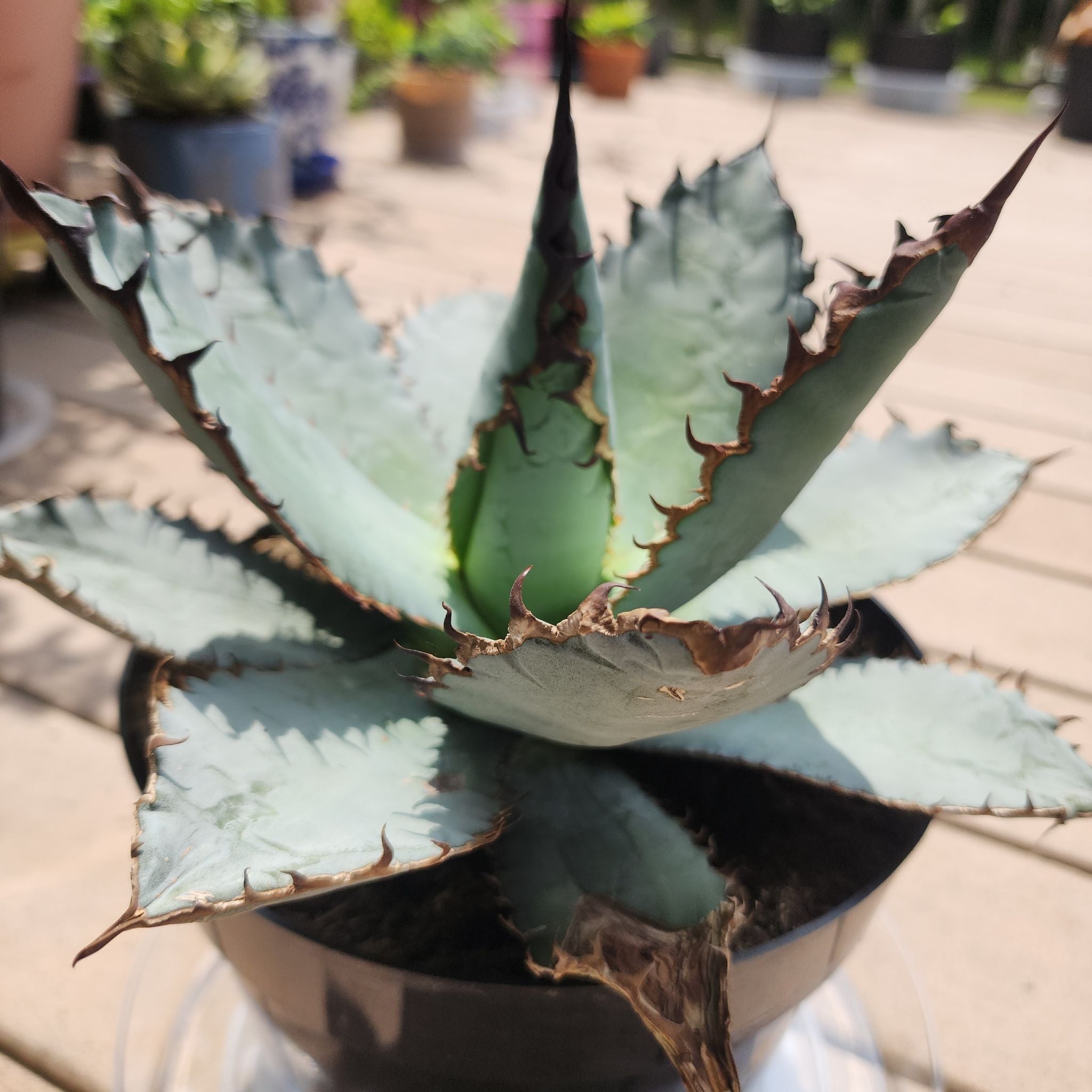 フラワー・ガーデニング Agave titanota B&B.B from the U.S. Y2FyZS1wbGFudC1wcm9maWxlL3VzZX