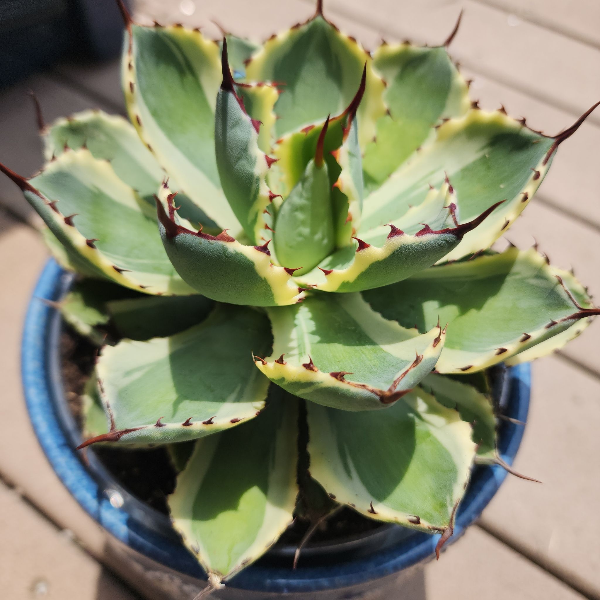 Photo of the plant species Agave 'Kisshou-Kan' by @SecureMorombe83 named Agave-Rose on Greg, the plant care app