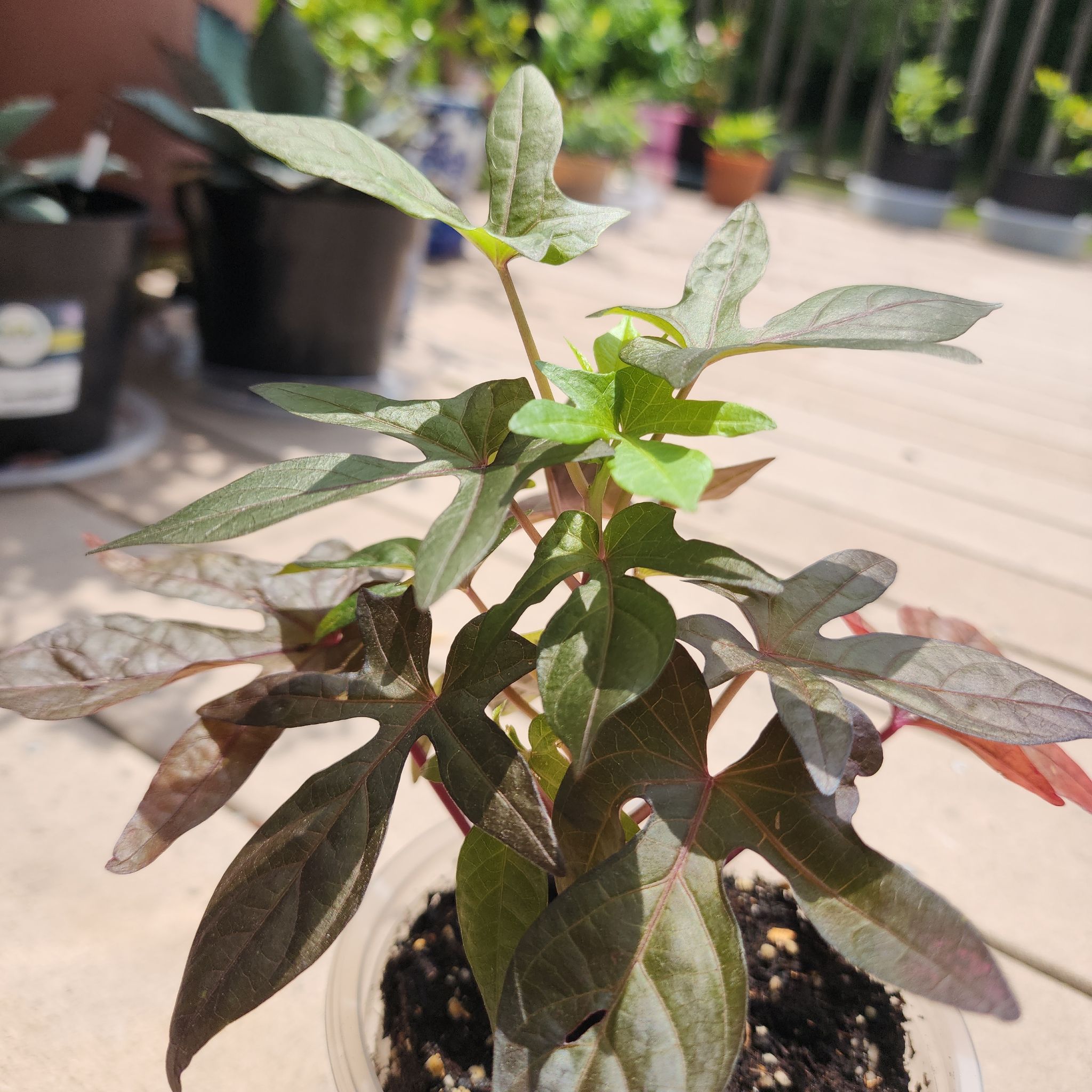 Photo of the plant species Ipomoea 'Sidekick Black' by @SecureMorombe83 named Sweet Potato on Greg, the plant care app