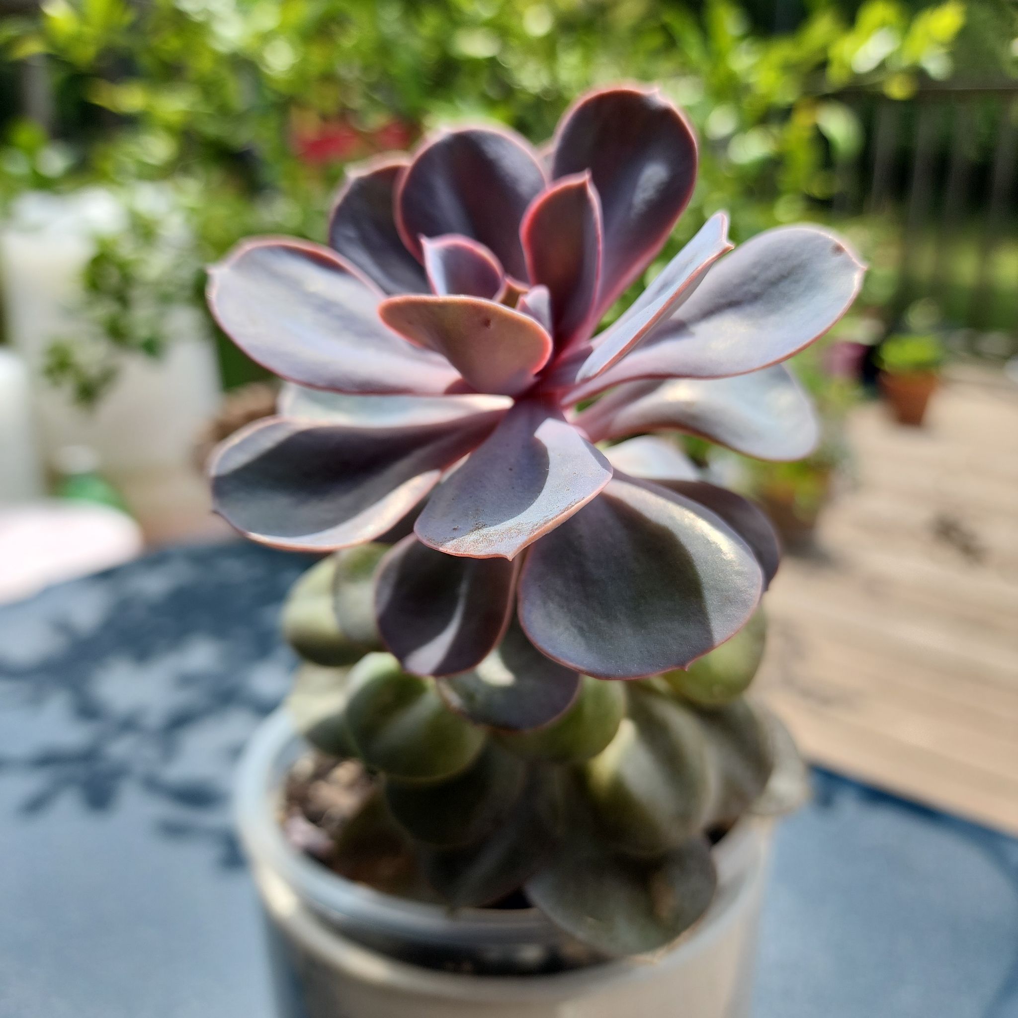 Photo of the plant species Purple Pearl by @SecureMorombe83 named Pearl on Greg, the plant care app