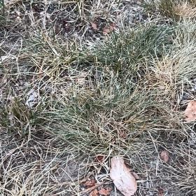 Photo of the plant species Perennial Ryegrass by @PrimalGerbera73 named Madonna on Greg, the plant care app