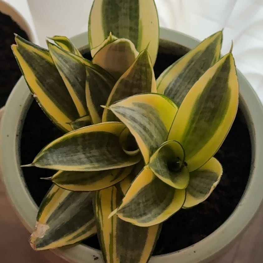 Photo of the plant species Sansevieria trifasciata 'Hahnii Golden' by @PrudentRosea5 named Tupot amaroot on Greg, the plant care app