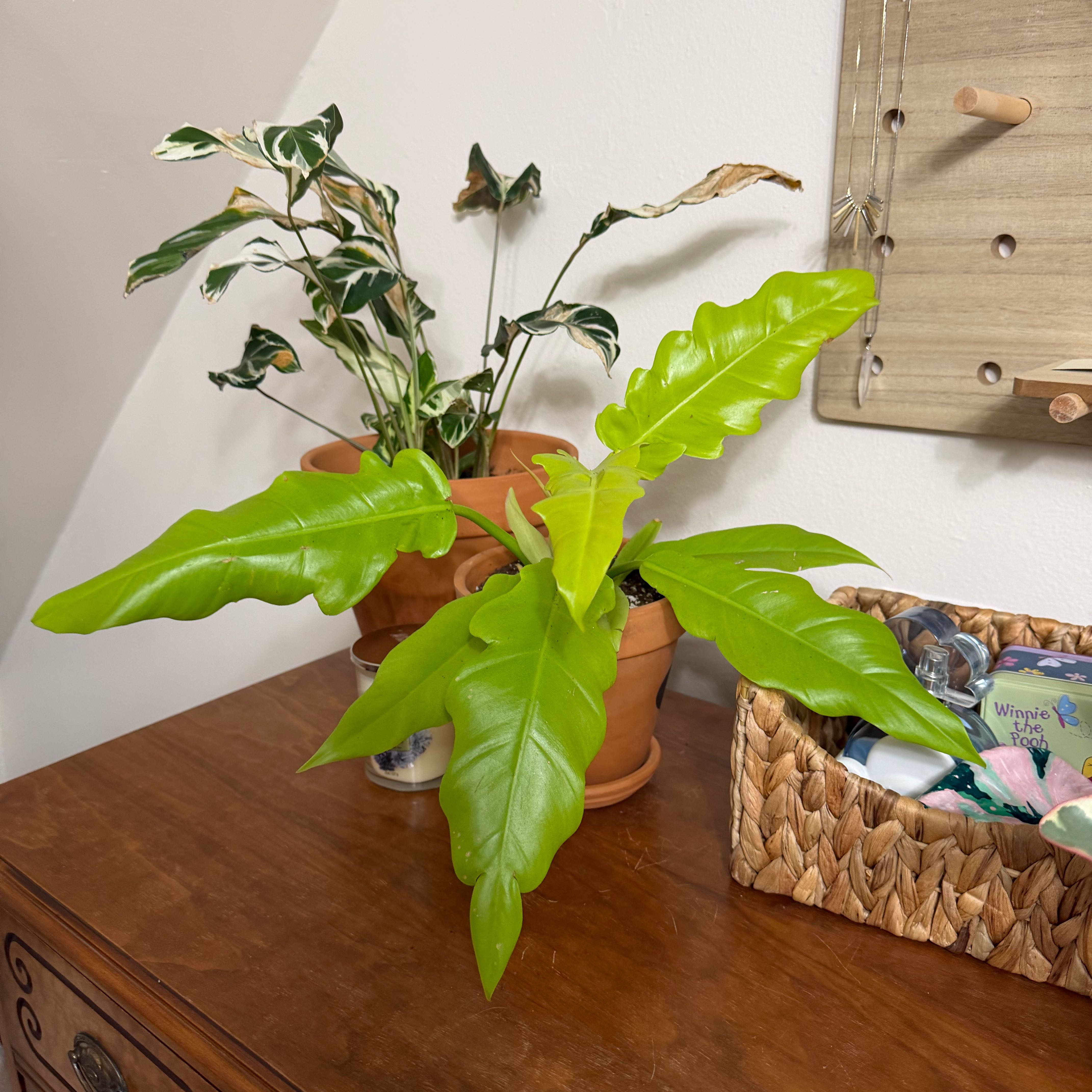 Photo of the plant species Philodendron crocodile by @WellreadRuby96 named Crocodile on Greg, the plant care app