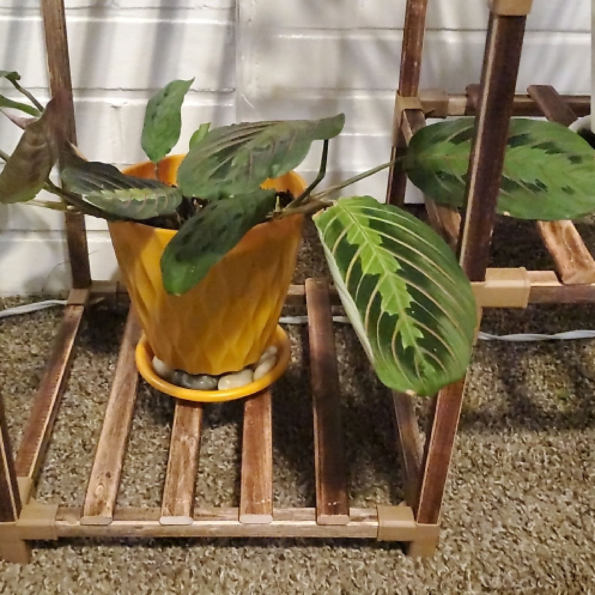 Photo of the plant species Red Calathea by @RelevantBroom29 named RED CAL on Greg, the plant care app