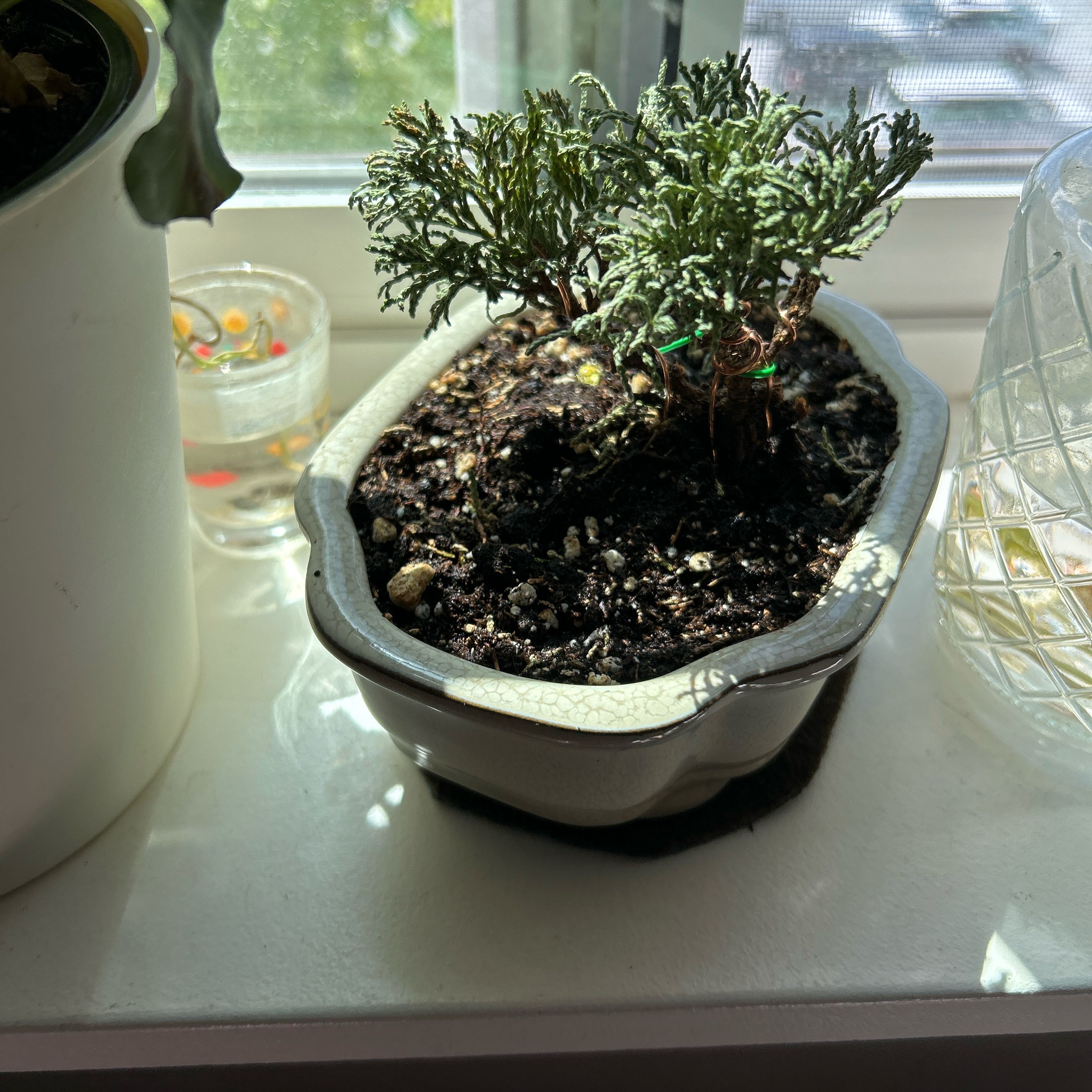 Photo of the plant species Dwarf Hinoki Cypress by @yoyoitsmanda named agamemnon on Greg, the plant care app