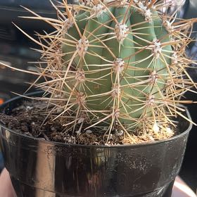 Photo of the plant species Trichocereus tarijensis 'Poco' by @HonestOkra69 named Tree Diddy on Greg, the plant care app