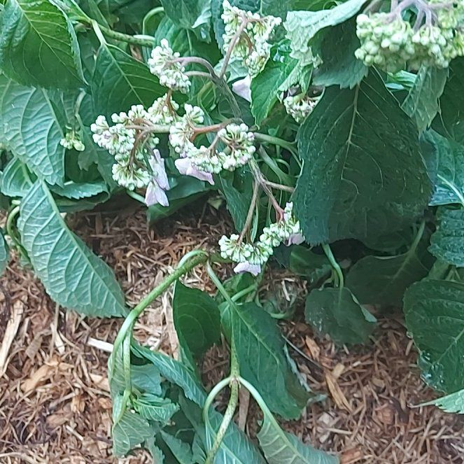 Photo of the plant species Hydrangea 'Tuff Stuff' by @MeditativeLilac named Lavender on Greg, the plant care app