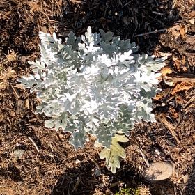 Photo of the plant species Dusty Miller by @ChampCanna78 named Bruce Lee on Greg, the plant care app