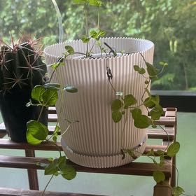 Photo of the plant species Sweet Mint by @LovingJade28 named Bruce Lee on Greg, the plant care app