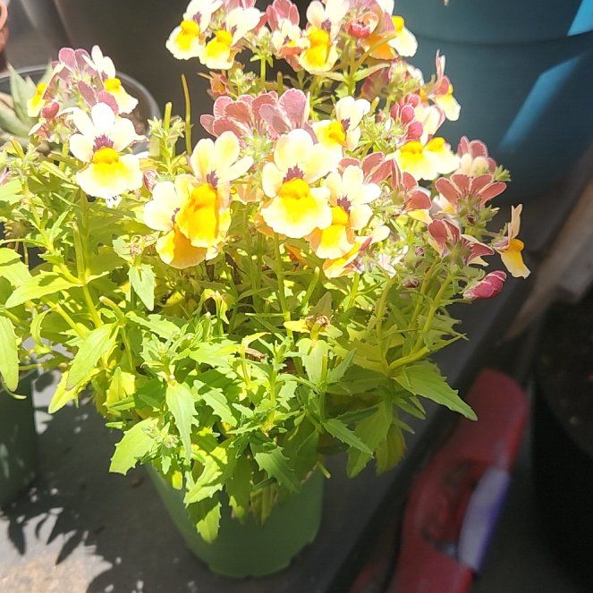 Photo of the plant species Nemesia 'Nesia Bananaberry' by @SuperCurleddock named Ronaldo on Greg, the plant care app