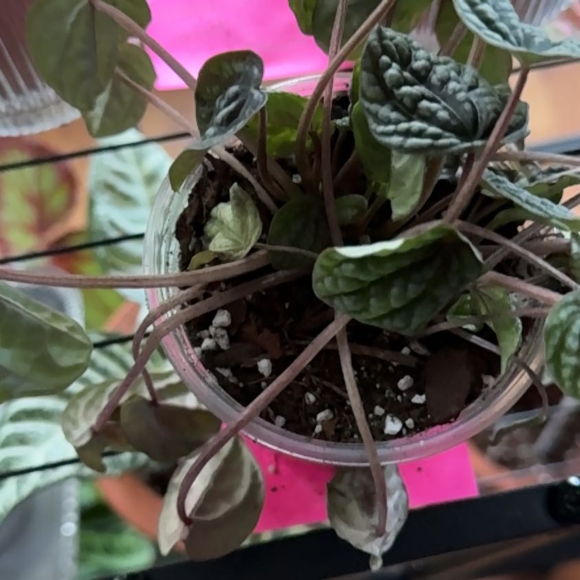 Photo of the plant species Peperomia Burbella by @LordRambutan74 named Messi on Greg, the plant care app