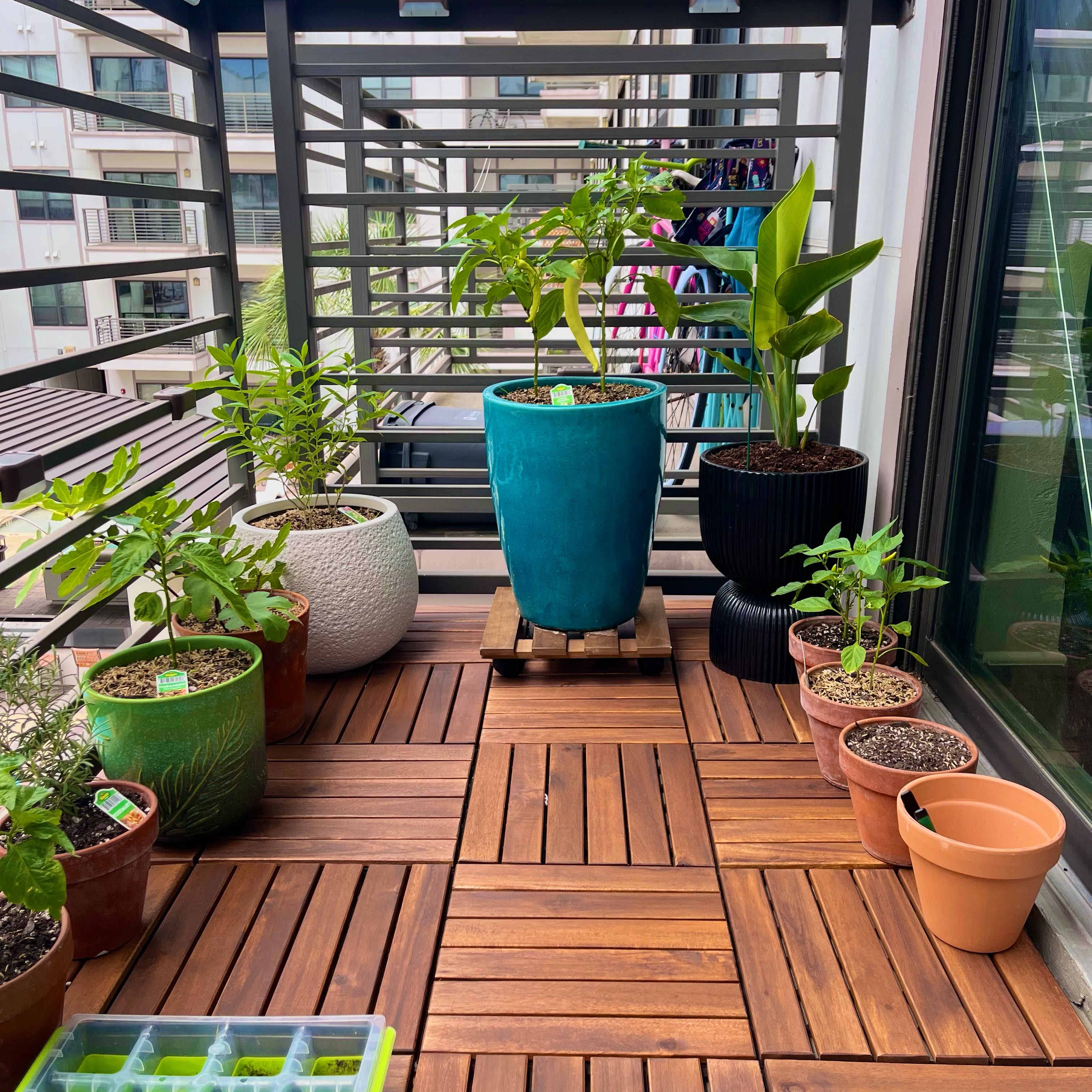 Photo of the plant species Banana Pepper by @ThaUrbanPatio named Tha Urban Patio on Greg, the plant care app