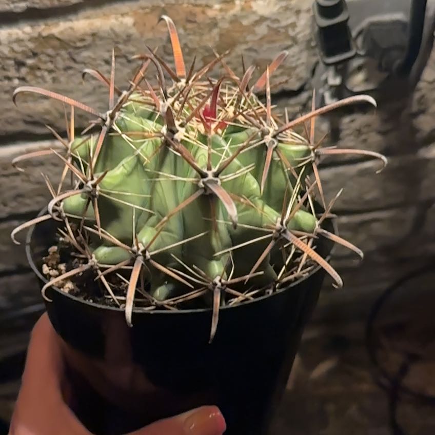 Photo of the plant species Townsend Barrel Cactus by @PiousGuayule97 named Mr Spikes on Greg, the plant care app