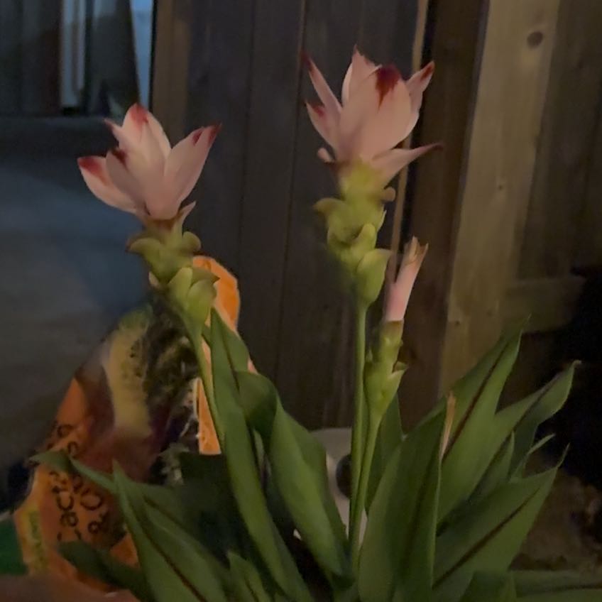 Photo of the plant species Curcuma hybrid ‘Siam Sparkling’ by @PiousGuayule97 named Curie on Greg, the plant care app