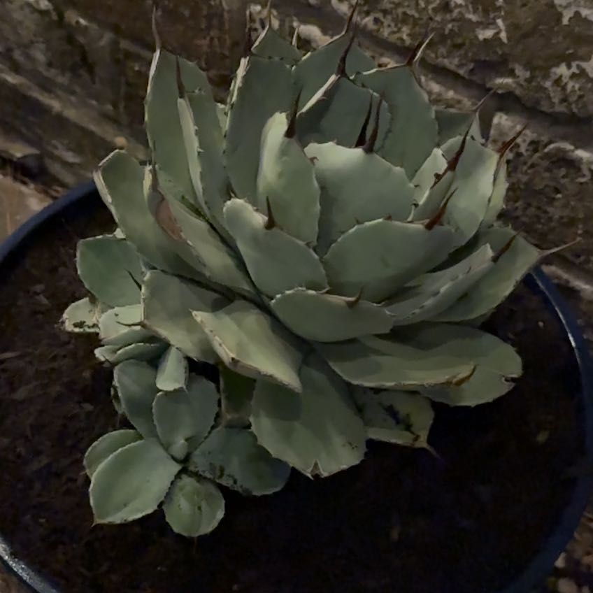 Photo of the plant species Artichoke Agave by @PiousGuayule97 named Luna on Greg, the plant care app