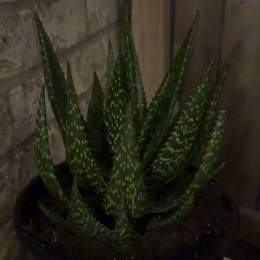 Photo of the plant species Aloe 'Apache' by @PiousGuayule97 named Harry on Greg, the plant care app
