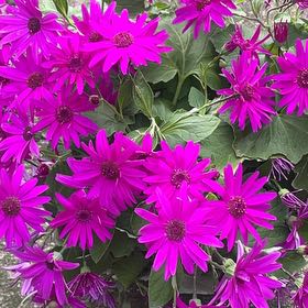 Photo of the plant species Senetti Magenta by @GemPecan28 named Drake on Greg, the plant care app