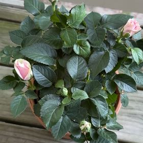 Photo of the plant species mini rose by @FunnyCanna91 named Gulabo on Greg, the plant care app