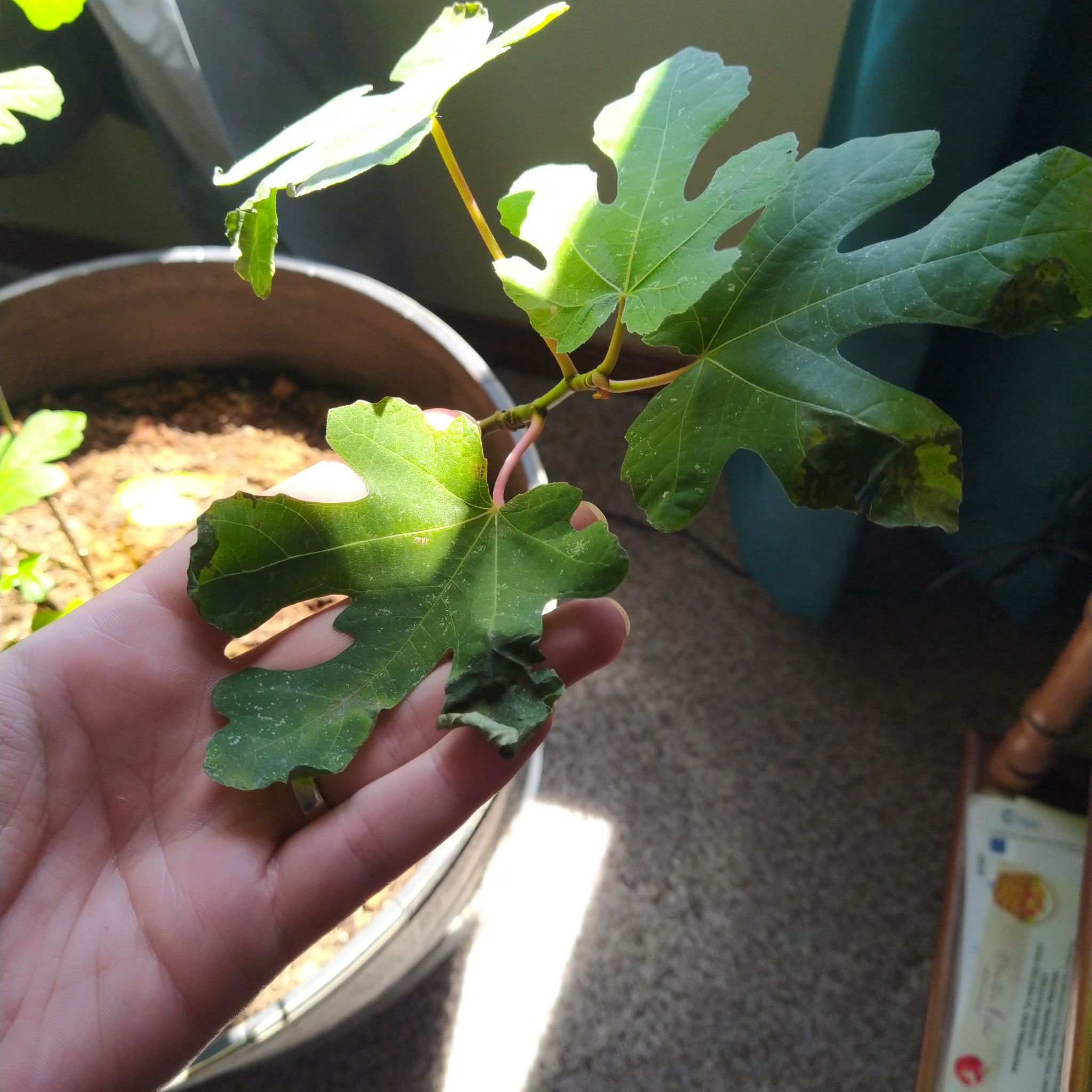 Righty fig