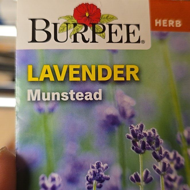 Photo of the plant species MUNSTEAD LAVENDER by @KeenDamiana20 named Mollie on Greg, the plant care app