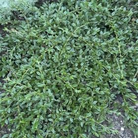 Photo of the plant species Winter Jasmine by @PiquantTaro56 named Sahara on Greg, the plant care app