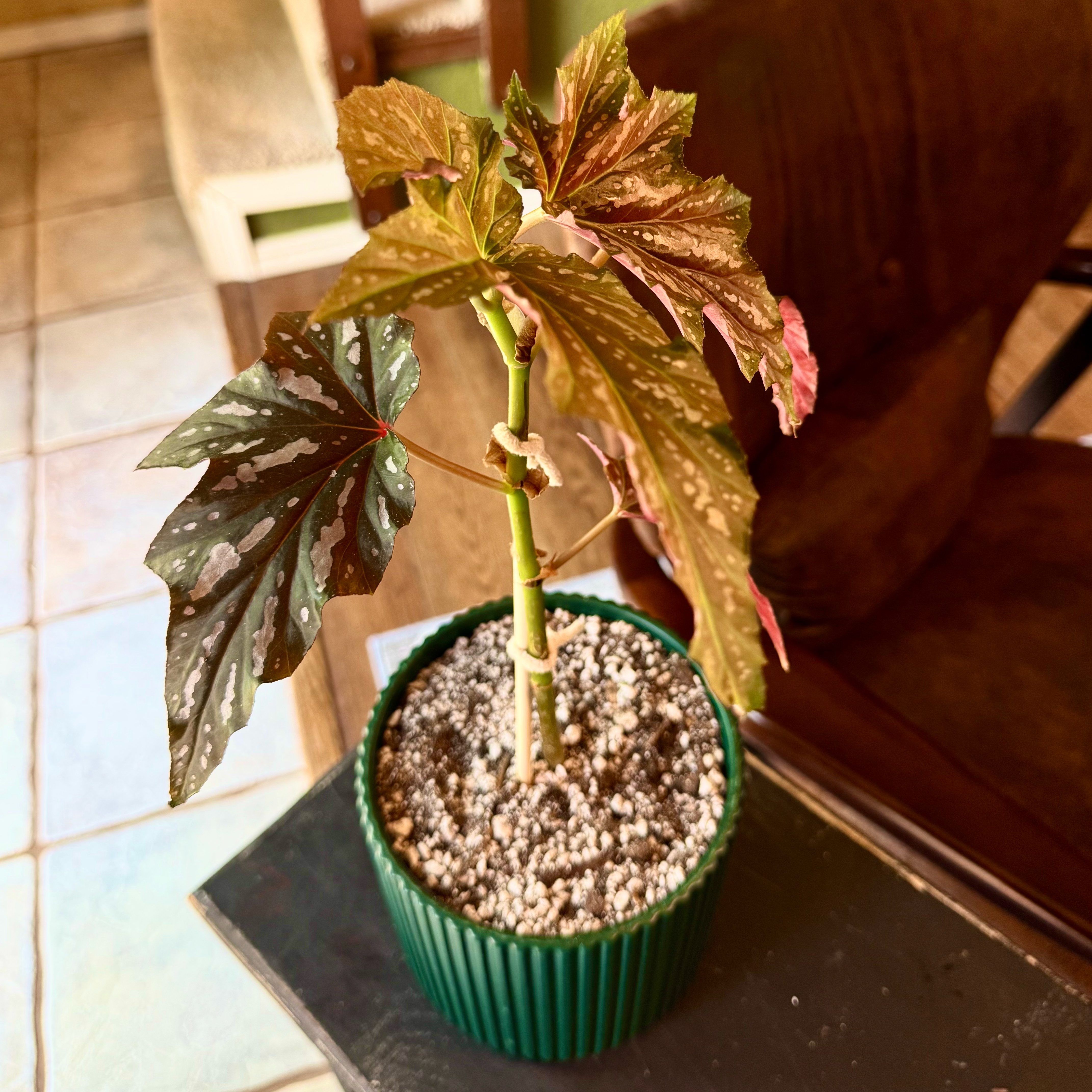 Photo of the plant species Begonia 'Sophie Cecile' by @LalaNewbs named Roxanne on Greg, the plant care app