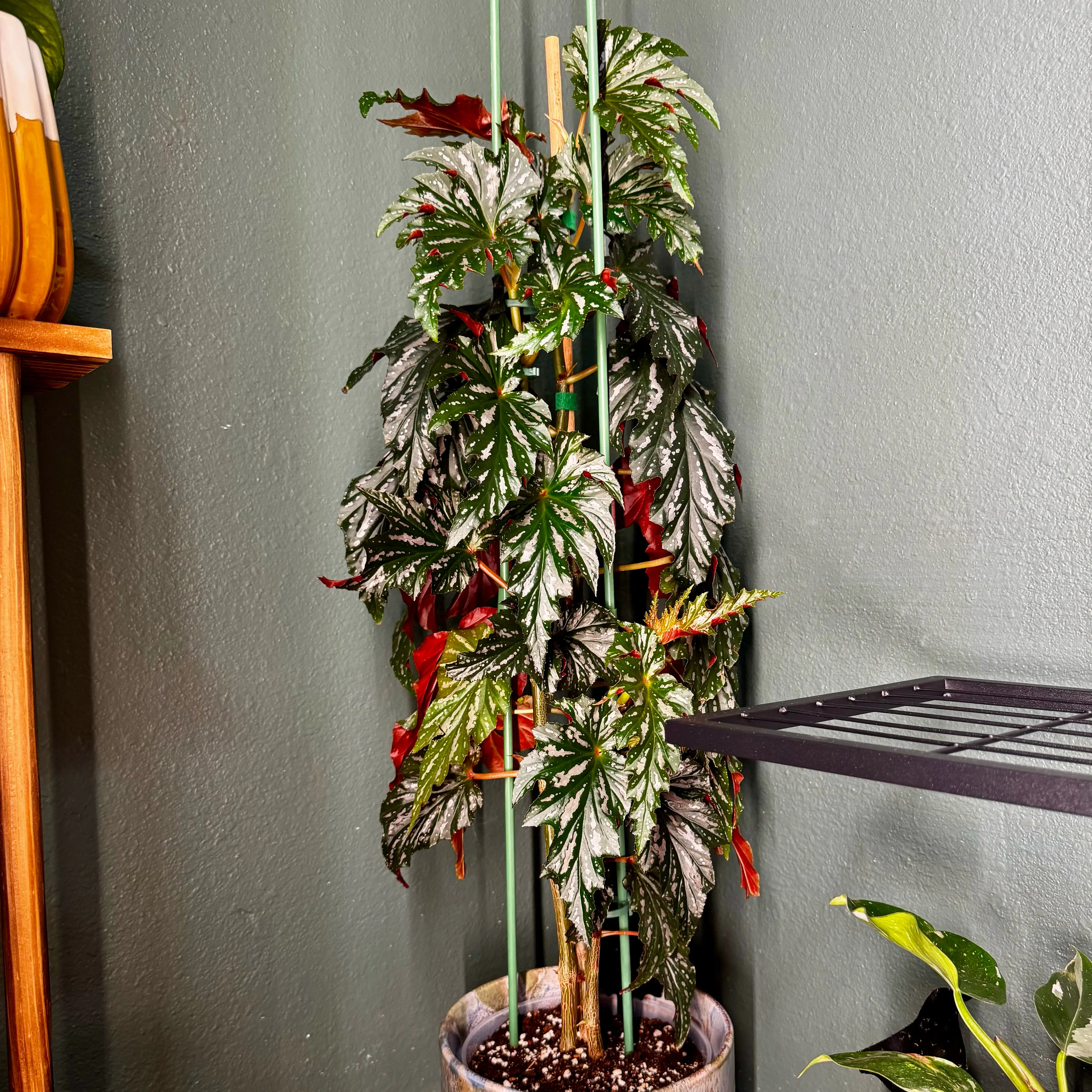 Photo of the plant species Begonia 'Sophie Cecile' by @LalaNewbs named Roxanne on Greg, the plant care app