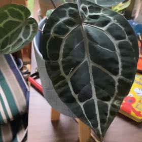 Photo of the plant species DocBlock Michelle by @PeachyGerbera52 named Lebron on Greg, the plant care app