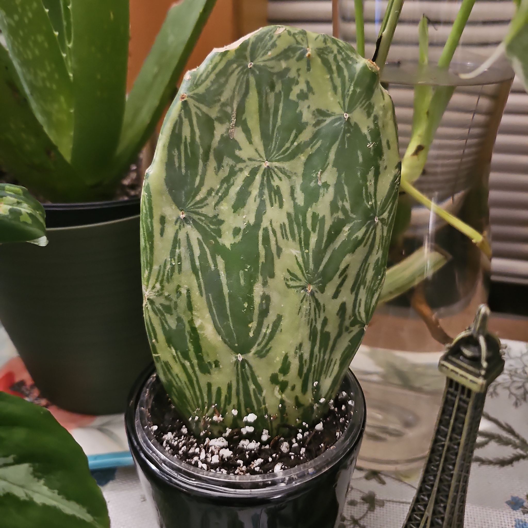 Photo of the plant species Variegated Prickly Pear Cactus by @cabanagirl named Prickly Pickle on Greg, the plant care app