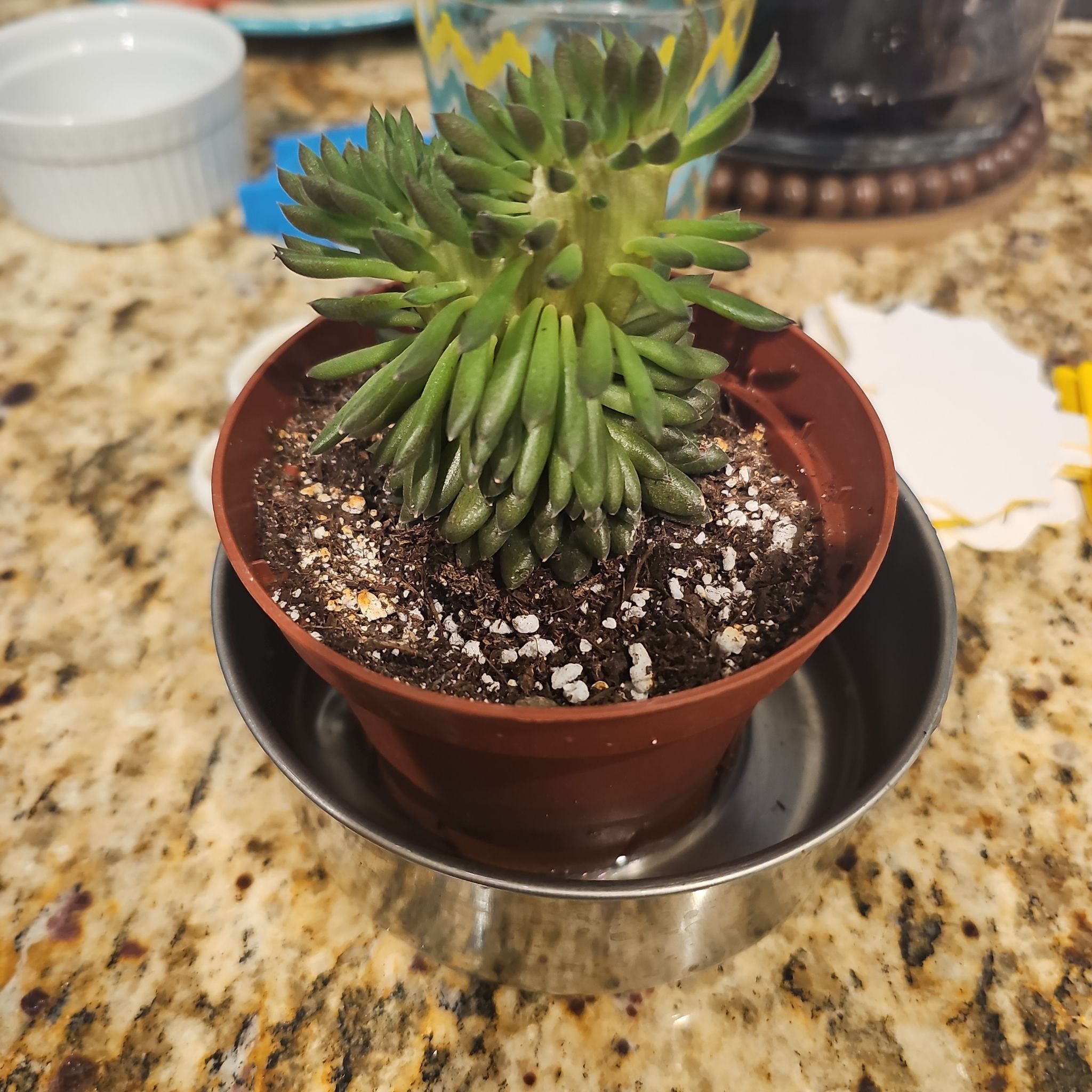 Photo of the plant species Chinese Jade by @cabanagirl named Dooja on Greg, the plant care app