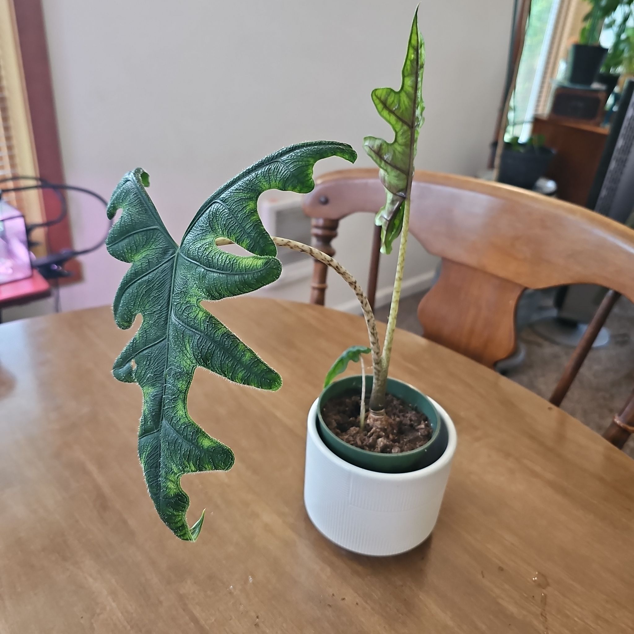 Photo of the plant species Jacklyn by @cabanagirl named Willow on Greg, the plant care app