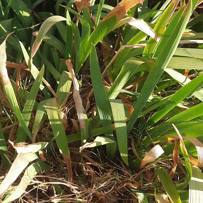 Photo of the plant species Douglas Iris by @WiseAnacua61 named Naomi on Greg, the plant care app