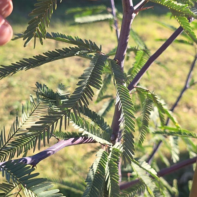Photo of the plant species Colorado Riverhemp by @WinApple28 named Kendall on Greg, the plant care app