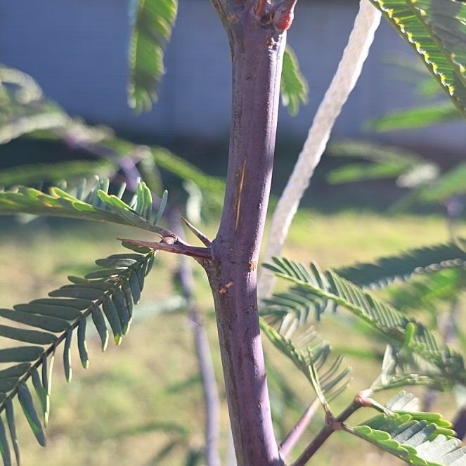 Photo of the plant species Bullhorn Acacia by @WinApple28 named Zion on Greg, the plant care app