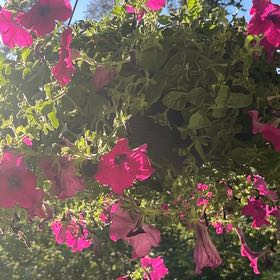 Photo of the plant species Surfinia Petunia by @PeppyMahoe62 named Sage on Greg, the plant care app
