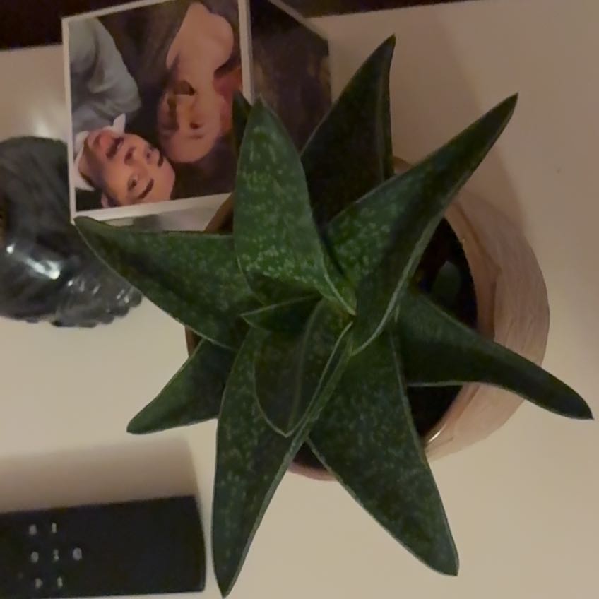 Photo of the plant species Gasteraloe by @AceWelshpoppy77 named Kendall on Greg, the plant care app