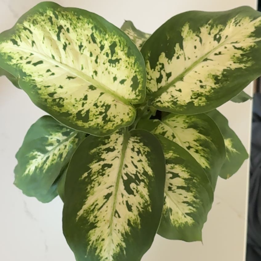 Huckleberry Fern