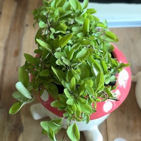 Photo of the plant species Golden Oregano by @AceWelshpoppy77 named Baesil on Greg, the plant care app