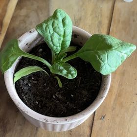 Photo of the plant species Spinach by @AceWelshpoppy77 named Denali on Greg, the plant care app