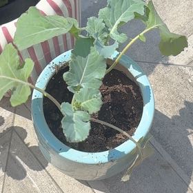 Photo of the plant species Broccoli by @AceWelshpoppy77 named Brock Lee on Greg, the plant care app