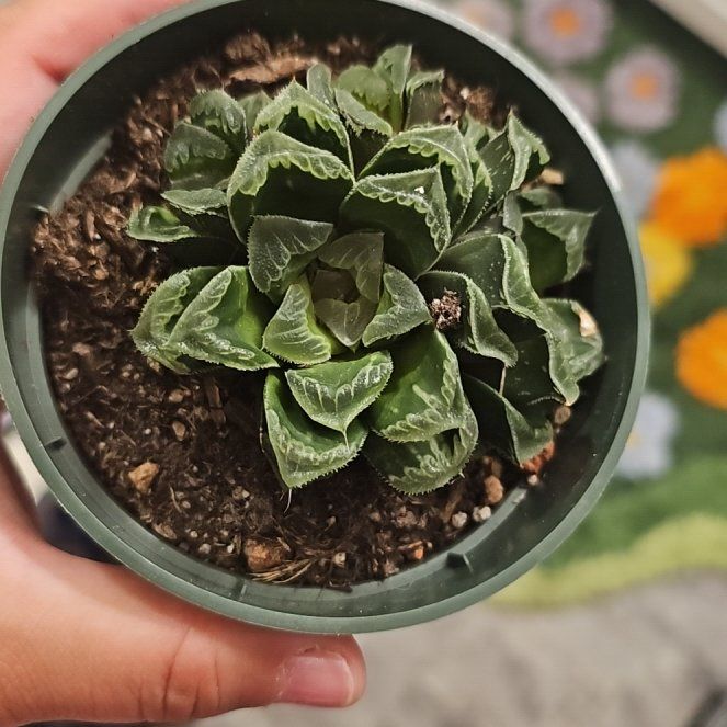 Photo of the plant species Haworthia emelyae by @DeanSucculent53 named Elle on Greg, the plant care app