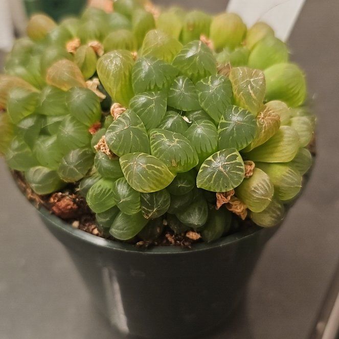 Photo of the plant species Haworthia cooperi var. obtusa by @DeanSucculent53 named Gomez on Greg, the plant care app