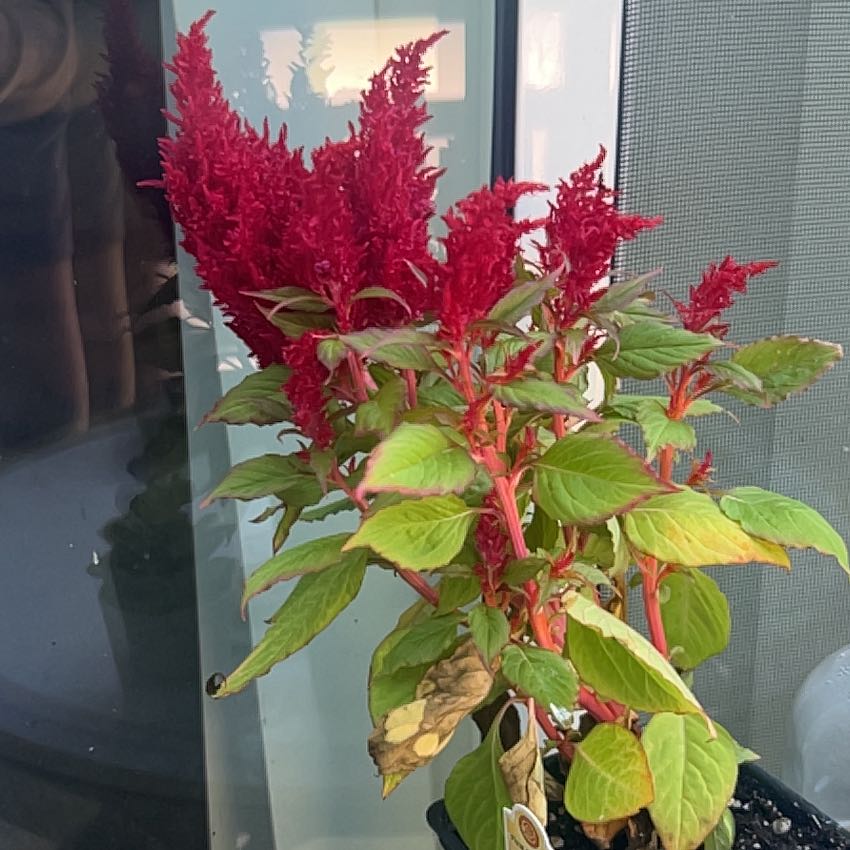 Photo of the plant species Celosia by @PetOlneya83 named Athena on Greg, the plant care app