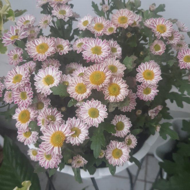 Photo of the plant species Seaside Daisy by @ZestyColocynth named Treeyoncé on Greg, the plant care app