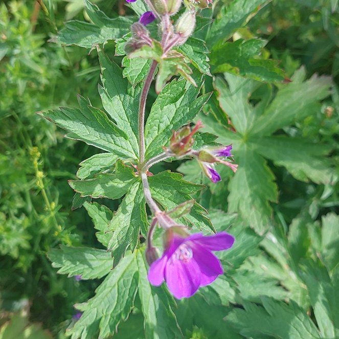 Photo of the plant species Wood Crane's-Bill by @HotChinotto52 named Marley on Greg, the plant care app