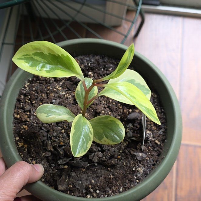 Photo of the plant species Peperomia 'Sweet and Sour™' by @YesOleaster75 named Keanu Leaves on Greg, the plant care app