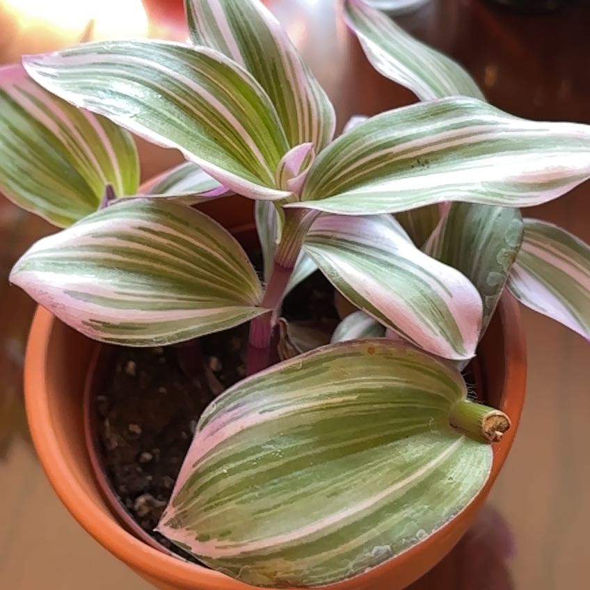 Photo of the plant species Tradescantia Bubblegum by @SoigneMizuna57 named Lebron on Greg, the plant care app