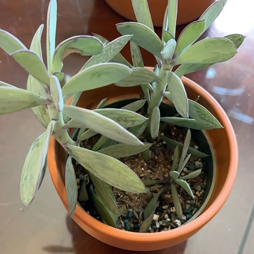 Photo of the plant species Succulent by @SoigneMizuna57 named Foxxy on Greg, the plant care app