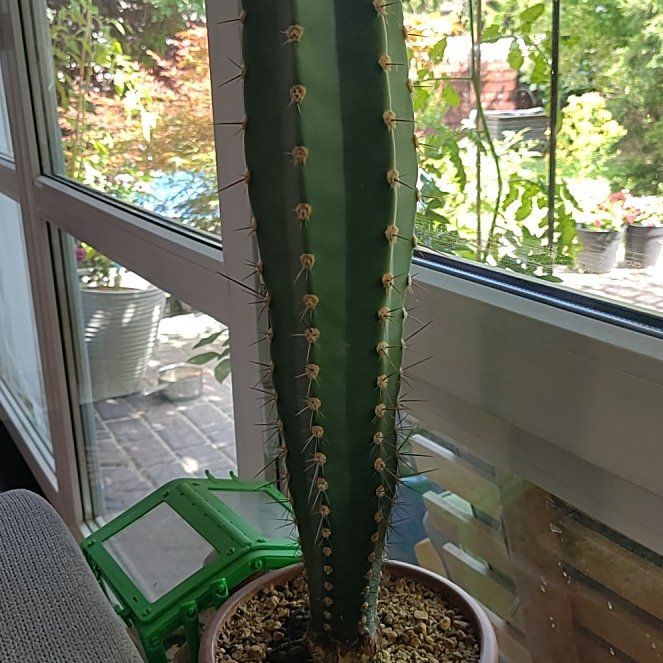 Photo of the plant species Baseball Cactus by @DexterousDill1 named Herzog on Greg, the plant care app